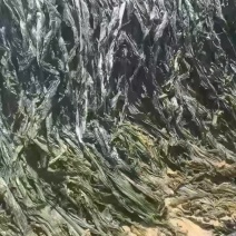 干海带海带海带干短板菜长板菜散菜海带海带皮产地直接发货