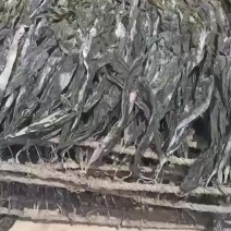 福建莆田干海带批发，全国各地发货
