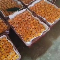 大五星枇杷，还有一个月好gao