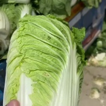河北白菜-玲珑黄白菜规格齐全品质好支持全国代发