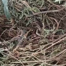 软肝草中药材货源充足一手货源量大忧惠
