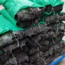 福建南日岛精品无沙干海带