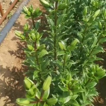 云南食用百合种植基地