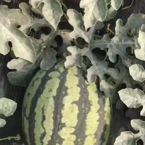 甘美4k西瓜直生苗甜度好口感佳个头匀称量大优惠