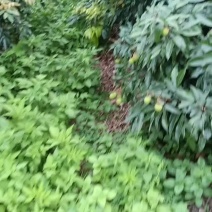 广东茂名荔枝大量上市