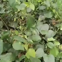 龙须菜，辣木苗，赤苍滕