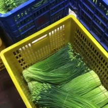 韭菜苔佛手短苗