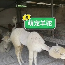 萌宠羊驼网红萌宠特种养殖动物可爱亲人