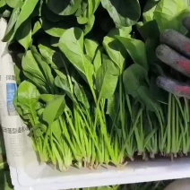 基地精品菠菜