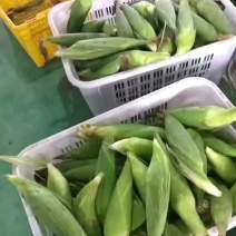 基地万糯2000，188大量上市，全国发货，品质保证
