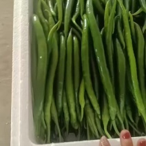 螺丝椒线椒尖椒辣妹子