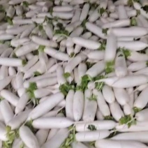 精品白萝卜天天有货