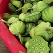 杭州鲜莲蓬大量发货全国各地都可发嫩莲蓬，水果莲蓬