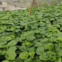 云南省昭通威信山葵