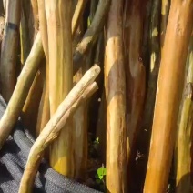 常年零售批发3-15公分占地紫薇，