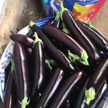 精品茄子