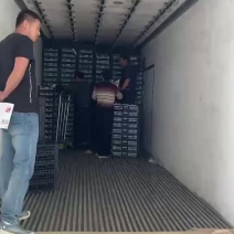 红梅大量上市，有做奶茶，冷饮，果汁的联系大量有货