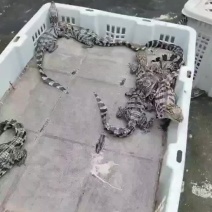 泰鳄头苗