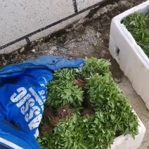 青花椒小苗