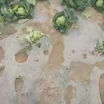 甘兰