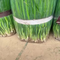 精品小葱