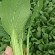 精品上海青等各种蔬菜