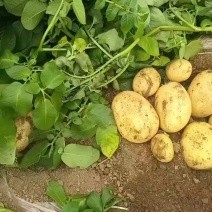 绥中土豆大量上市沃土v7实验一号皮毛亮