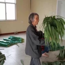 安徽芦苇叶（哈哈，老奶奶太逗了）苇叶质量优良。量大货源充