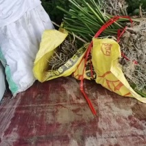 正宗春砂仁苗，老苗已经结果了。成活率高