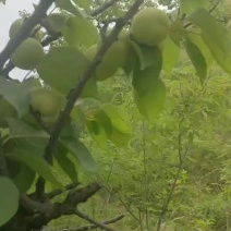 香白杏六月初就上市了