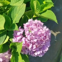 苗圃直供易多魔幻绣球花盆栽绣球花杯苗八仙花地苗量大从优