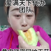 章丘网纹哈密瓜大量上市中