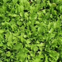 经营各种蒲公英