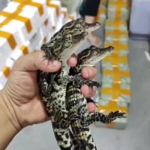 30公分泰鳄苗
