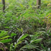 四大南药之一春砂仁苗