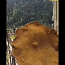 桑黄大量有货
