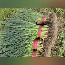 蒜苗