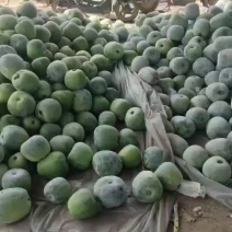 山东莘县冬瓜长豆角大量上市