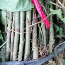 桑树苗量大从优产地直发欢迎选购