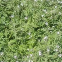 马鞭草