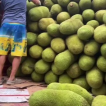 海南黄肉三亚菠萝蜜马来西亚一号品种保亭果