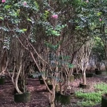 丛生紫薇大小规格大量低价出售