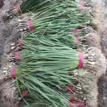 吉林蒜苗