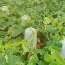 白皮冬瓜