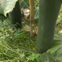 冬瓜