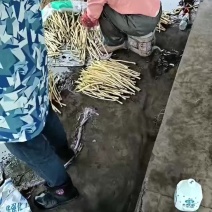 一级笔尖大量有货