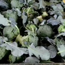 山西精品西蓝花大量上市产地直供一手货源代发全国欢迎