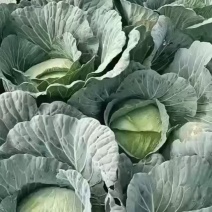 精品京丰一号基地直发一手货源支持全国发货