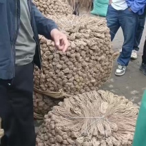 甘肃岷县【包邮】风干无硫当归产地一手货源量大从优