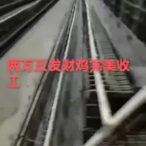黑鸡
